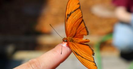 FlutterBy Butterfly habitat returns to Catawba Science Center this summer