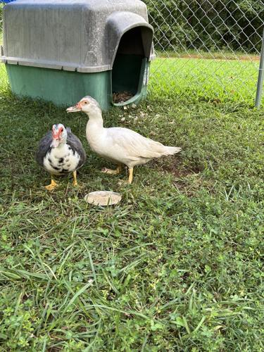 Animal abuse case 4.jpg