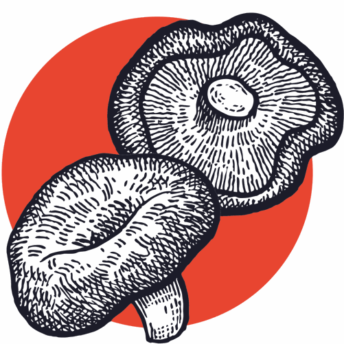 Shiitake mushroom