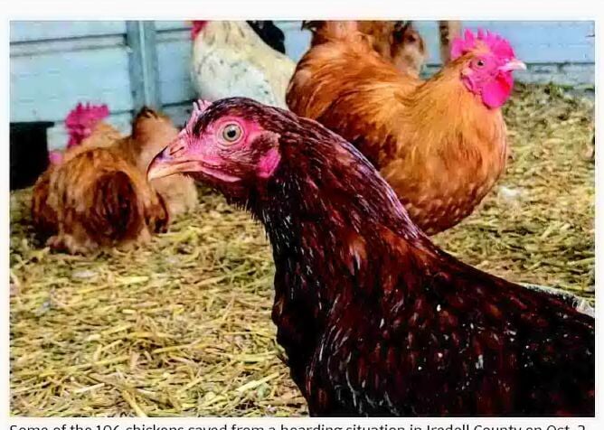 Birds and other animals rescued in Iredell County
