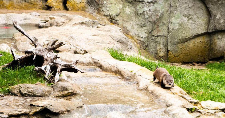 Grandfather Mountain’s annual Animal Birthday Party to be held June 10