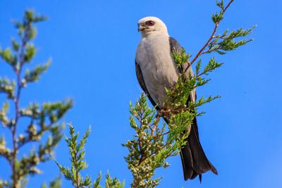 Mississippi Kite at Rest