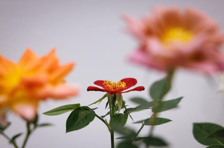 Jimmy Speas Fair Flower Exhibitor