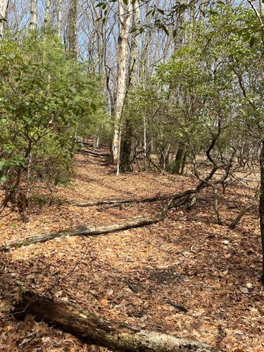 Afield in WNC: Bear Den Cascade Trail is nearby and (mostly) straight up