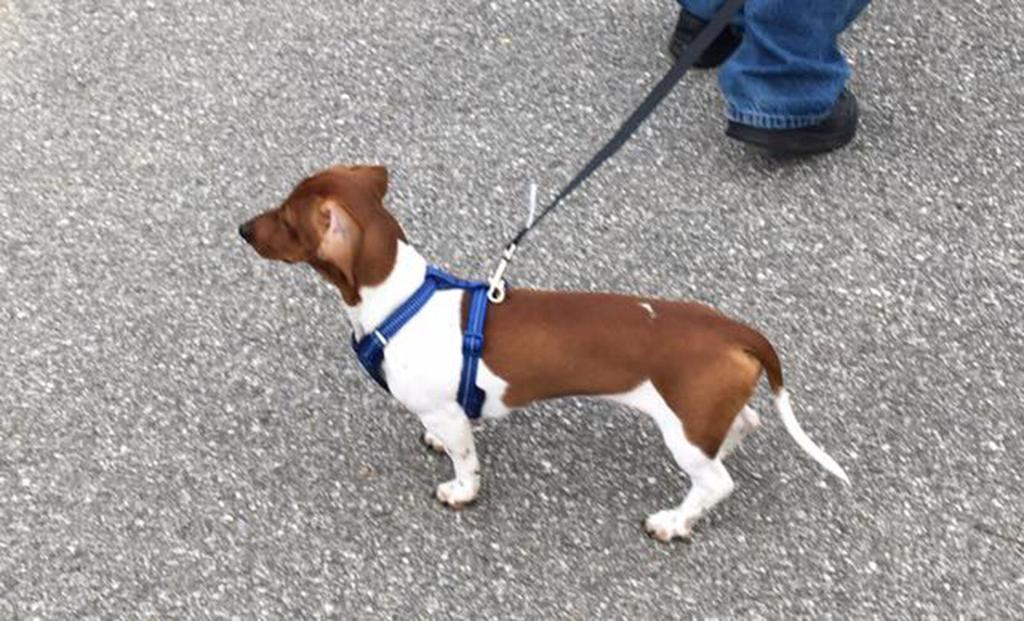 Missing Pets Search Continues For Animals That Fled From Wreck On Old Fort Mountain In Mcdowell County Local News Mcdowellnews Com