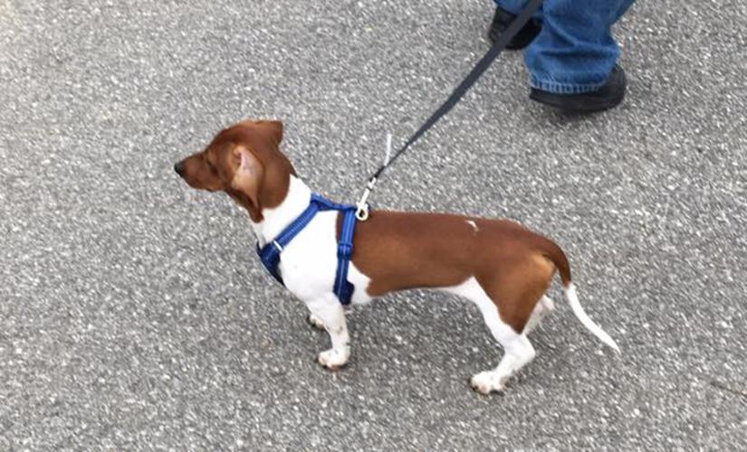 Search continues for missing animals following wreck on Old Fort Mountain