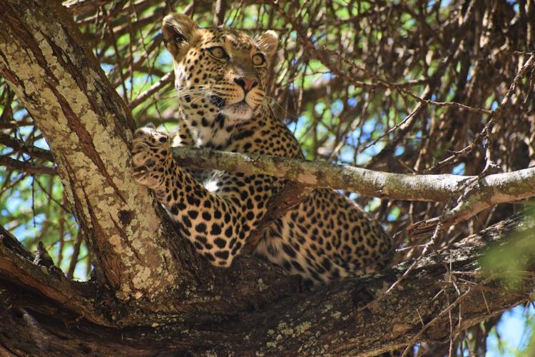 A leopard lounges high in an acacia tree, perfectly camouflaged among the branches in Tanzania’ s Tarangire National Park.