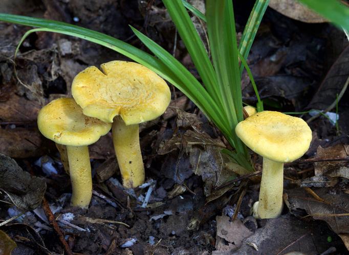 Cantharellus cibarius