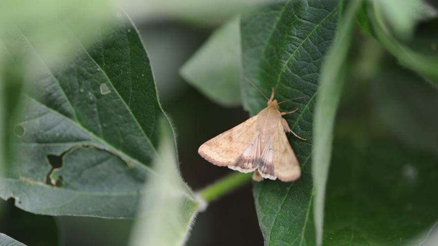 Corn Earworm Flight Is Underway- Watch Blooming Soybeans