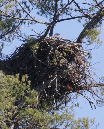 Lake James Environmental Association hears report about bald eagles