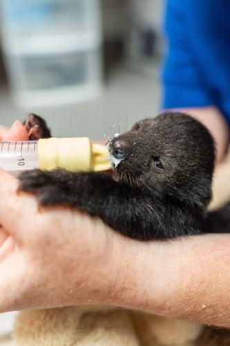 Bintlet baby bottle feeding.jpg