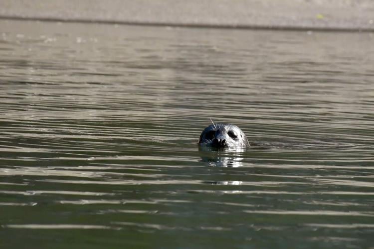 Kayakers often come across harbor seals in the Russian River estuary at Jenner on the Sonoma County coast.