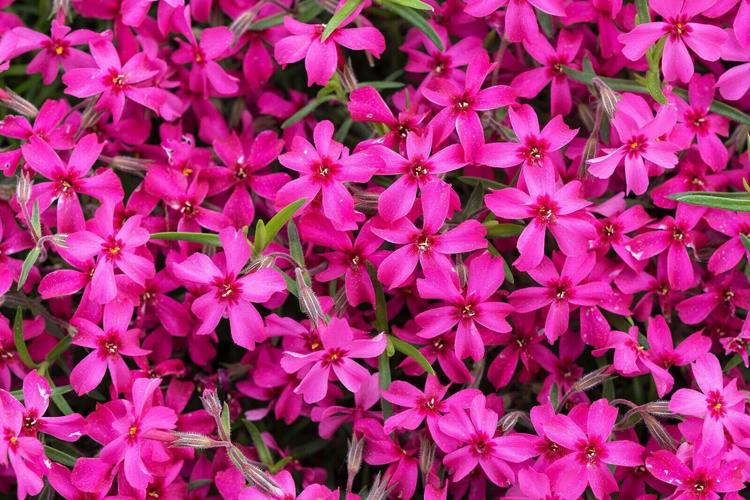 Expect a full pink moon to shine this entire weekend