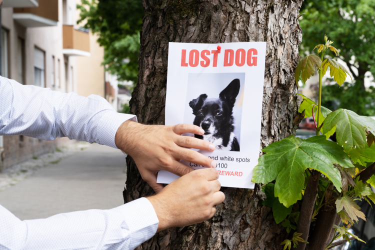 Public Safety Alert: Pet Scam Warning