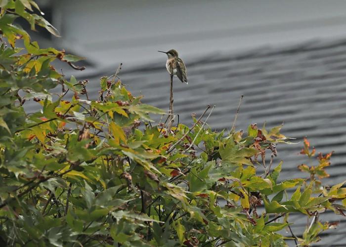 hummingbird2