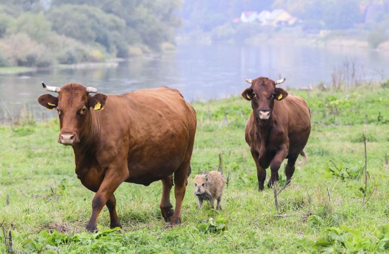 Germany Boar Joins Herd