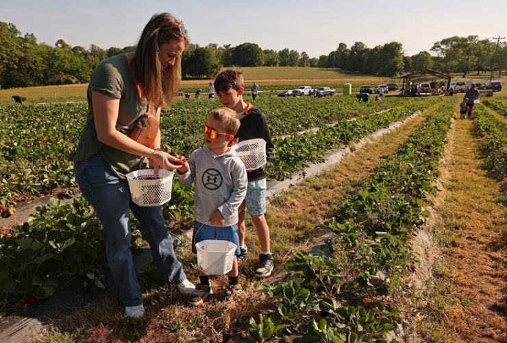 Jones Strawberry Farm