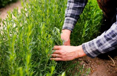 Growing, preserving, storing your own herbs