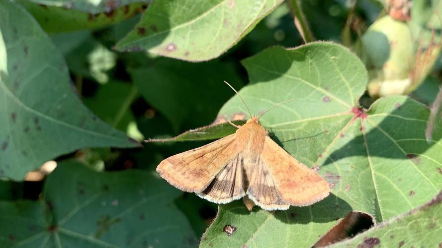Bollworm Moth Activity Is High- Scout Cotton Before Damage Builds