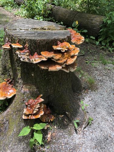 WNC Afield: There's history in every step on the South Toe