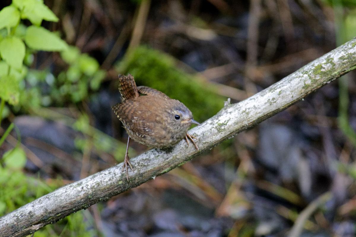 WinterWren.jpg