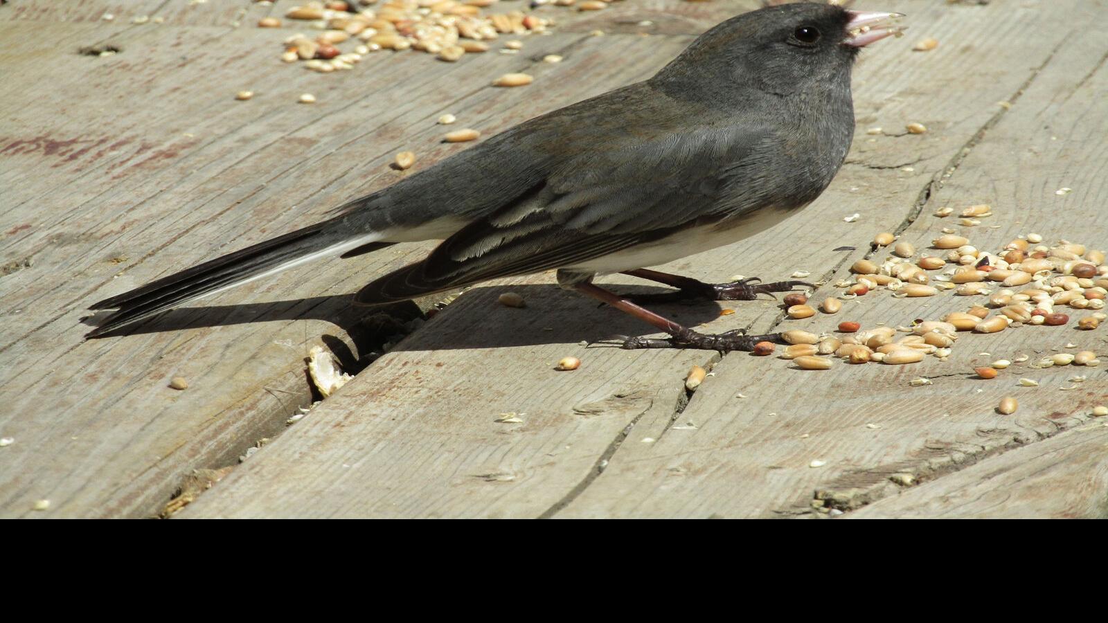For The Birds Dark Eyed Junco Provide Inspiration For First Column Local News Mcdowellnews Com