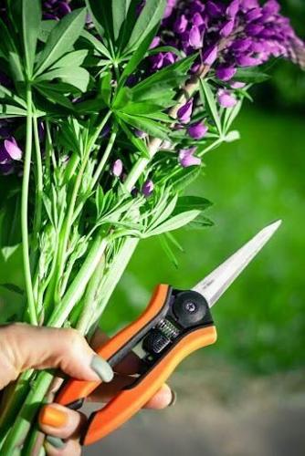 Tending to Safety in the Therapeutic Garden