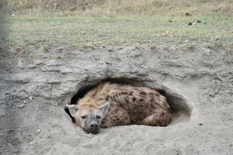 A spotted hyena settles into an abandoned aardvark burrow for a cool midday nap in Ngorongoro Crater.