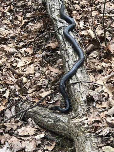 To Scientists' Surprise, Even Nonvenomous Snakes Can Strike at