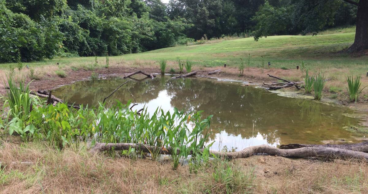 UNCG wetlands July 2017