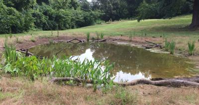 UNCG wetlands July 2017