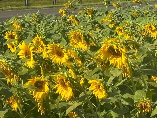 MNH 090226 Wildflowers 2.jpg