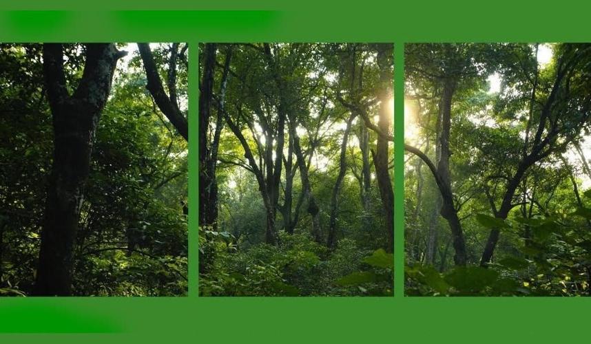 Preserve Plan and Prosper: Protecting Farm and Forest Resources in North Carolina