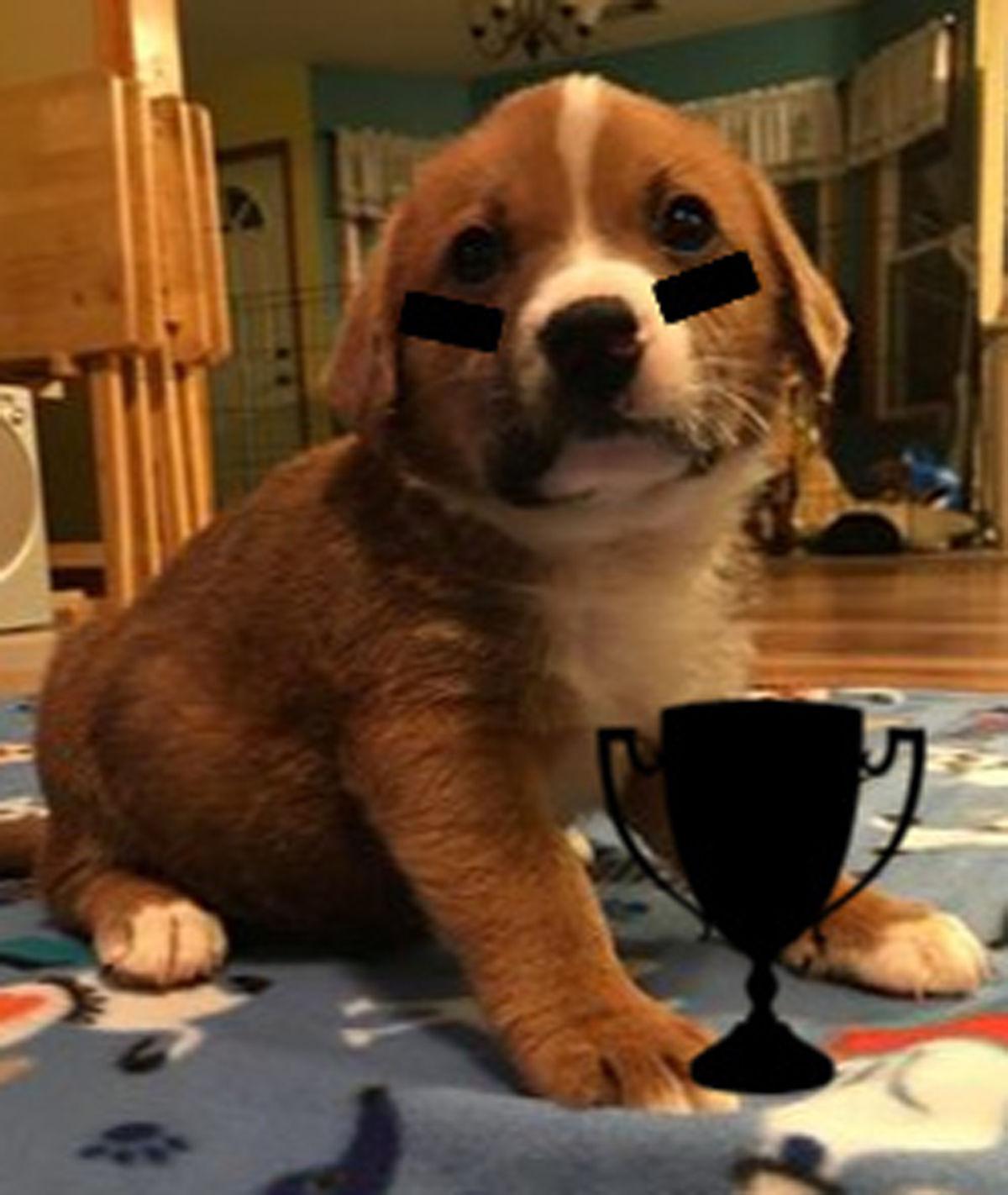 Puppy Bowl 2019: Brother Wolf McDowell raising funds for chapter, all puppies up for ...1200 x 1422