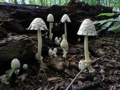 Fungi are all around us, and that normally isn't a problem. But researchers fear our warming climate could make them more of a health hazard to more people in coming years.
