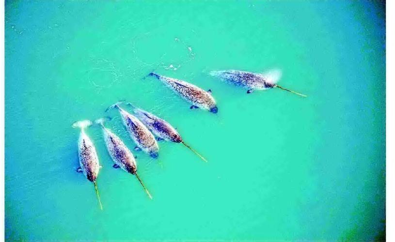 Imaging unlocks secrets of narwhal's spiral tusk