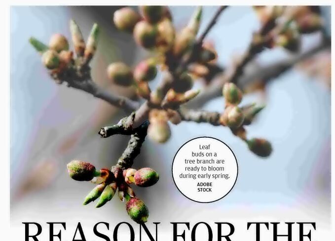 REASON FOR THE SEASON