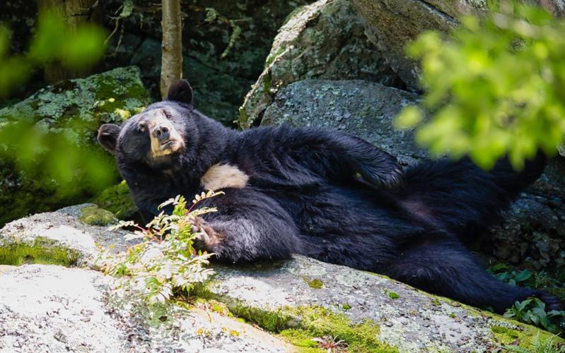 Yonnie the Bear