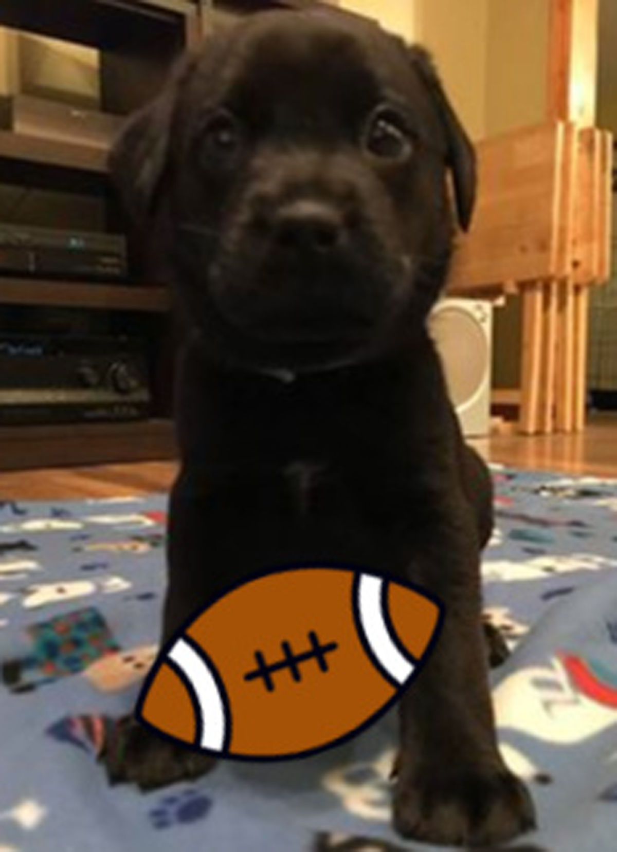 puppy bowl 2019 dogs