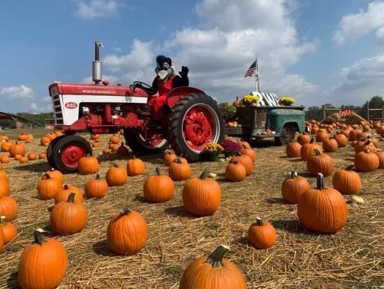 Your Guide to Fall Festivals and Events in Hickory