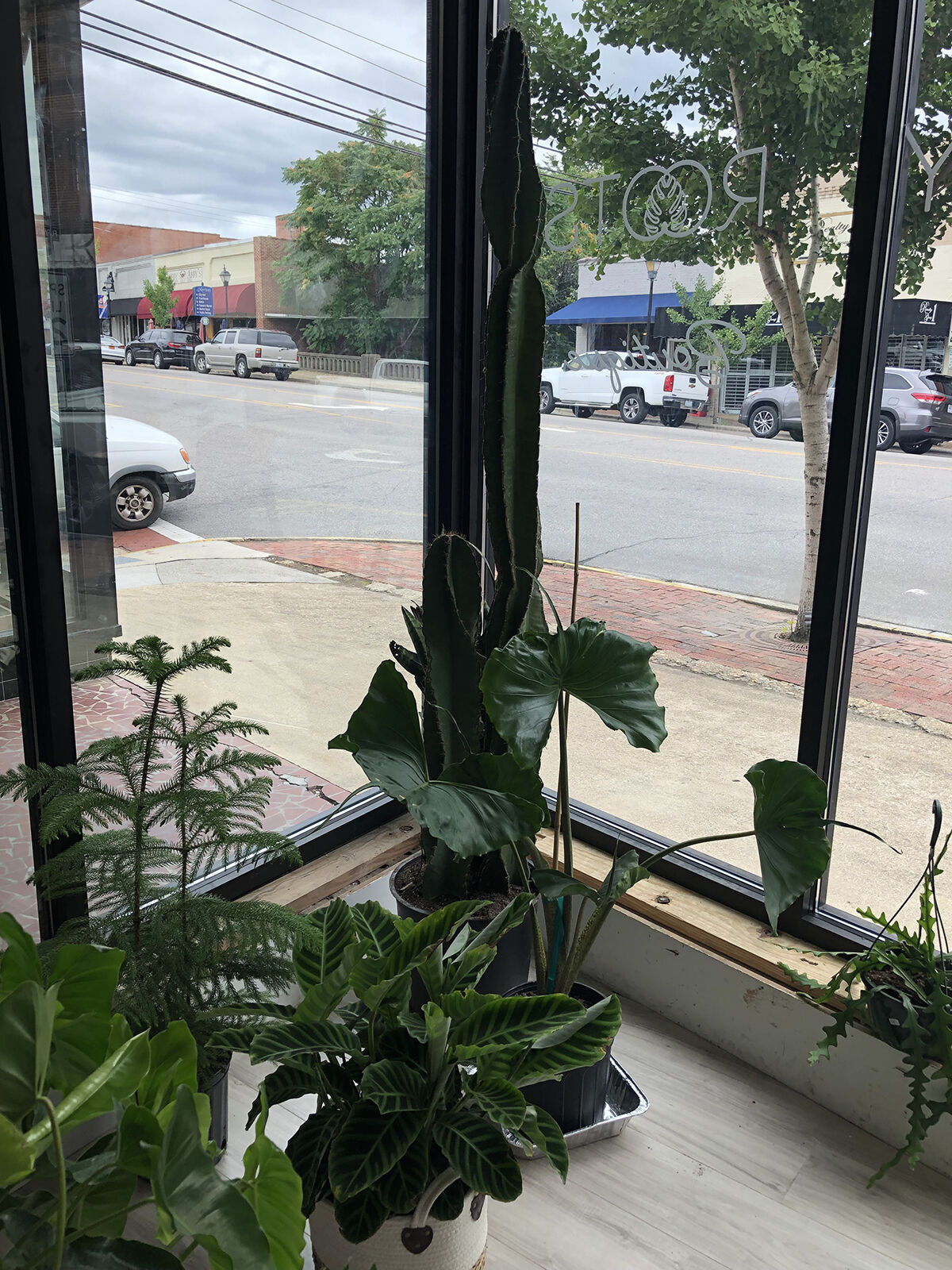 Country Roots Plant Boutique takes root in downtown Marion