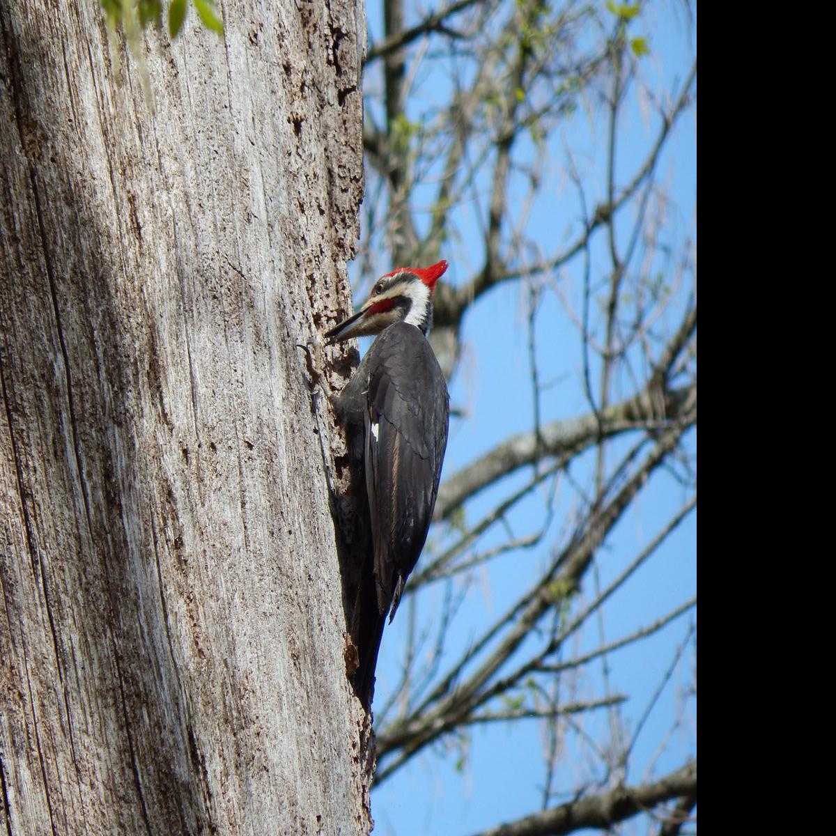 For The Birds Region S Biggest Woodpecker Is Surprisingly Shy Business News Mcdowellnews Com