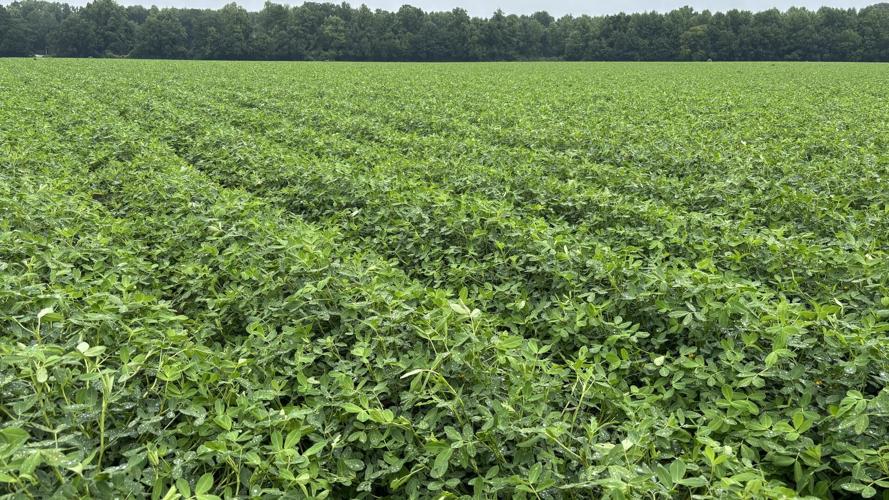 NC Crop Update 8 Peanut Notes No. 191 2026