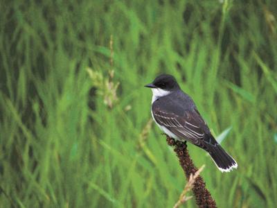 28 birds eastern-kingbird-g6b2530704_1920.jpg