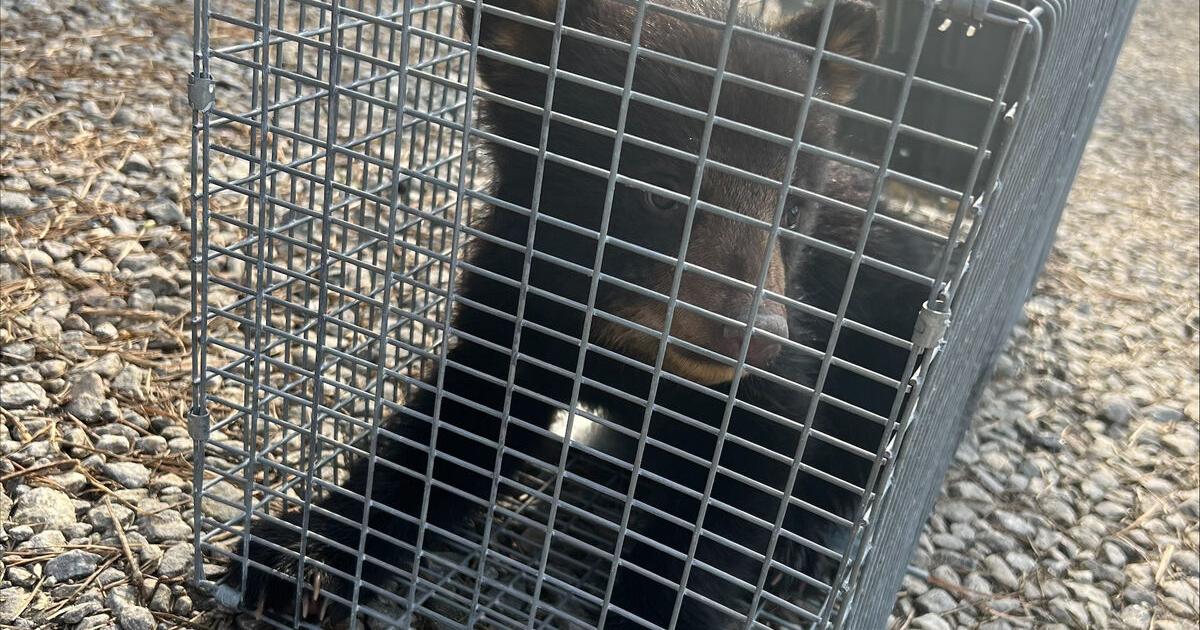 North Carolina wildlife urges people not to touch bear cubs - Vimarsana News