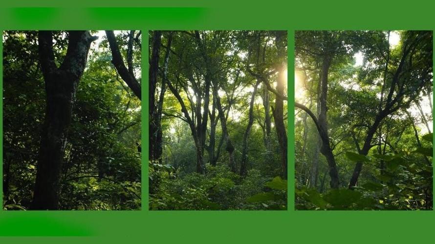 Preserve Plan and Prosper: Protecting Farm and Forest Resources in North Carolina