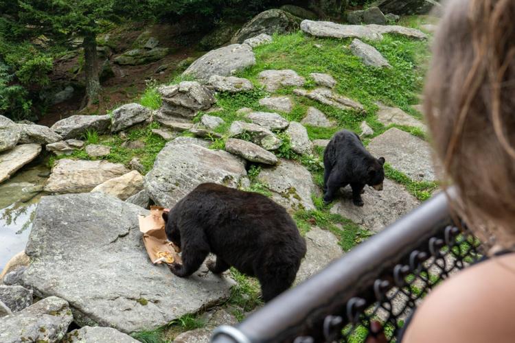 GMSF_Animal Enrichment Day_Bear Enrichment