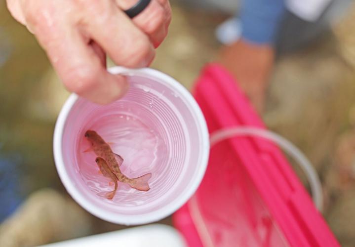 042226-hdr-news-troutrelease-p2