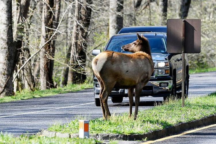 Elk cross the road near the Oconaluftee Visitor Center at Great Smoky Mountain National Park April 11, 2019.