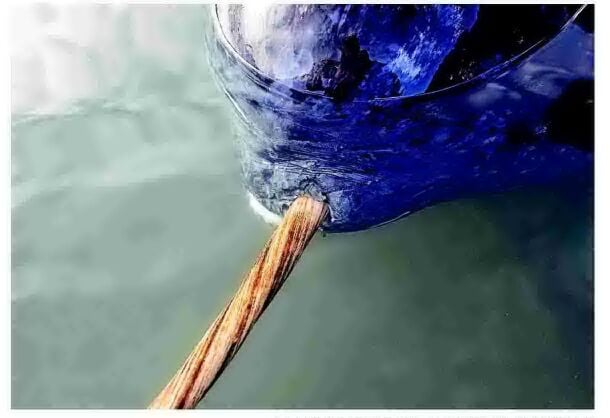 Imaging unlocks secrets of narwhal's spiral tusk